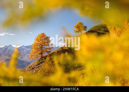 Frankreich, Hautes Alpes, Ubaye, Saint Cr?PIN, Lauzet-Tal, im Hintergrund das Ecrins-Massiv Stockfoto