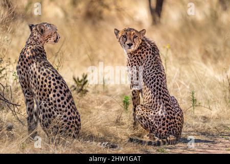 Namibia, Otjozondjupa-Region, Otjiwarongo, Cheetah Conservation Fund (CCF), Cheetah (Acinonyx jubatus) Stockfoto