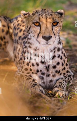 Namibia, Otjozondjupa-Region, Otjiwarongo, Cheetah Conservation Fund (CCF), Cheetah (Acinonyx jubatus) Stockfoto