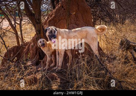 Namibia, Otjozondjupa Region, Otjiwarongo, Cheetah Conservation Fund (CCF), das Tierschutzhundprogramm des CCF hat die Prädationsraten und damit auch die Neigung der Bauern, Geparde einzufangen oder zu schießen, sehr effektiv reduziert, der anatolische Schäferhund, auch bekannt als Kangal, der eine Herde von Alpenziegen bewacht Stockfoto
