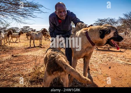 Namibia, Otjozondjupa Region, Otjiwarongo, Cheetah Conservation Fund (CCF), das Tierschutzhundprogramm des CCF hat die Prädationsraten und damit auch die Neigung der Bauern, Geparde einzufangen oder zu schießen, sehr effektiv reduziert, der anatolische Schäferhund, auch bekannt als Kangal, der eine Herde von Alpenziegen bewacht Stockfoto