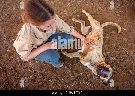 Namibia, Otjozondjupa Region, Otjiwarongo, Cheetah Conservation Fund (CCF), das Tierschutzhundprogramm des CCF hat die Prädationsraten und damit auch die Neigung der Bauern, Geparde einzufangen oder zu schießen, sehr effektiv reduziert, der anatolische Schäferhund, auch bekannt als Kangal, der eine Herde von Alpenziegen bewacht, wird hier von einem Auszubildenden gefüttert Stockfoto