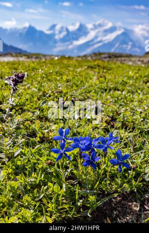 Frankreich, Haute Savoie, Flaine, The Grandes Plati? Res. Nahaufnahme von Spring Gentian -Gentiana verna, mit Mont-Blanc im Hintergrund Stockfoto