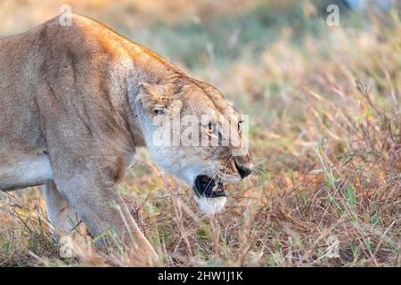 Kenia, Masai Mara National Reserve, Nationalpark, Löwen Beginn der Paarung in der Savanne, Erwachsene Weibchen, aggressive Haltung vor einem Männchen während der Paarungszeit Stockfoto