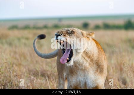 Kenia, Masai Mara National Reserve, Nationalpark, Löwen Beginn der Paarung in der Savanne, Erwachsene Weibchen, aggressive Haltung vor einem Männchen während der Paarungszeit Stockfoto