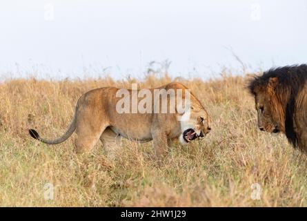 Kenia, Masai Mara National Reserve, Nationalpark, Löwen Beginn der Paarung in der Savanne, Erwachsene Weibchen, aggressive Haltung vor einem Männchen während der Paarungszeit Stockfoto