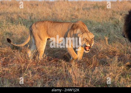 Kenia, Masai Mara National Reserve, Nationalpark, Löwen Beginn der Paarung in der Savanne, Erwachsene Weibchen, aggressive Haltung vor einem Männchen während der Paarungszeit Stockfoto