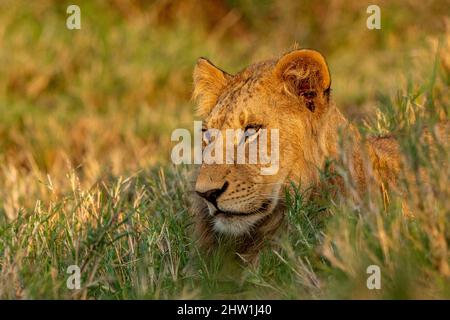 Kenia, Masai Mara National Reserve, Nationalpark, junger Löwe (Panthera leo), in der Savanne Stockfoto