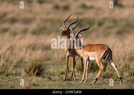 Kenia, Masai Mara National Reserve, National Park, Impala (Aepyceros melampus), zwei Männchen kämpfen um die Gründung der Hierarchie Stockfoto