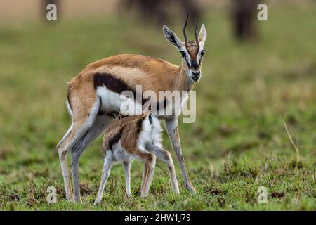 Kenia, Masai Mara National Reserve, Nationalpark, Thomson's Gazelle (Eudorcas thomsonii, in der Savanne, neu geboren mit seiner Mutter Stockfoto