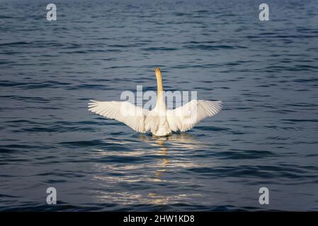 Anmutiger weißer Schwan, der im Meer schwimmend seine Flügel auf dem Wasser schlägt. Der weiße Schwan flatscht mit seinen Flügeln über dem Hintergrund der ruhigen blauen Wasseroberfläche. Stockfoto