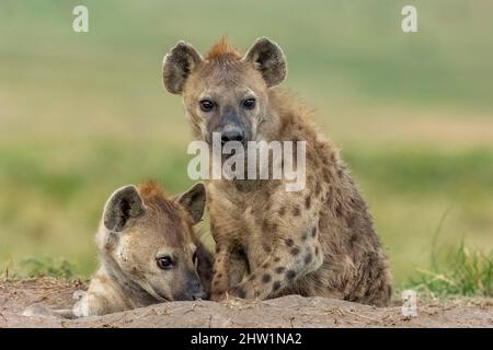 Kenia, Masai Mara National Reserve, National Park, Spotted Hyena (Crocuta crocuta), Erwachsene, die am Eingang der Höhle auf dem Boden ruhen Stockfoto