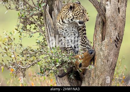 Kenia, Masai Mara National Reserve, Nationalpark, Leopard (Panthera pardus pardus), in einem Baum, wo seine Beute ist Stockfoto