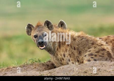 Kenia, Masai Mara National Reserve, National Park, Spotted Hyena (Crocuta crocuta), Erwachsene, die am Eingang der Höhle auf dem Boden ruhen Stockfoto