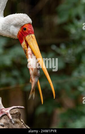 Kenia, Elementeita-See, Gelbschnabelstorch (Mycteria ibis), Angeln Stockfoto