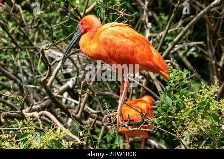 Südamerika, roter Ibis (Eudocimus ruber) auf einem Nest, der Parc des oiseaux, Villars Les Dombes Stockfoto