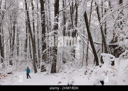 Frankreich, Haute-Savoie (74), Chamonix-Mont-Blanc, ein Wanderer unter dem Schnee im Wald von Servoz Stockfoto