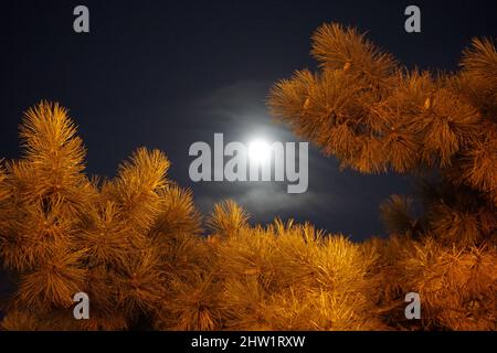 Nachthimmel und Mond durch die Äste von Waldbäumen Stockfoto