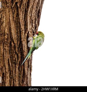 Nesting Ringhalssittich, Psittacula krameri, in London, Richmond Park. Weißer Himmel Hintergrund. Stockfoto