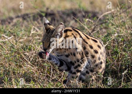 Kenia, Masai Mara National Reserve, Nationalpark, weiblicher Serval (Leptailurus serval) in der Savanne, das Junge (2 Monate alt) mit seiner Mutter Stockfoto