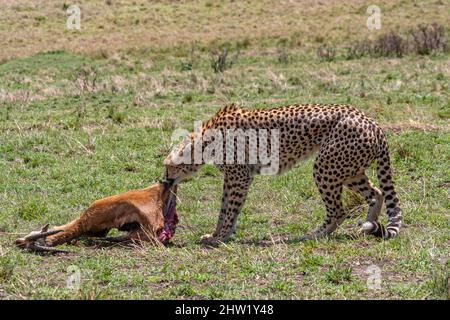 Kenia, Masai Mara National Reserve, National Park, Cheetah (Acinonyx jubatus), das eine Thomson-Gazelle isst, schleppt das Erwachsene Weibchen ihre Beute in Richtung Büsche Stockfoto