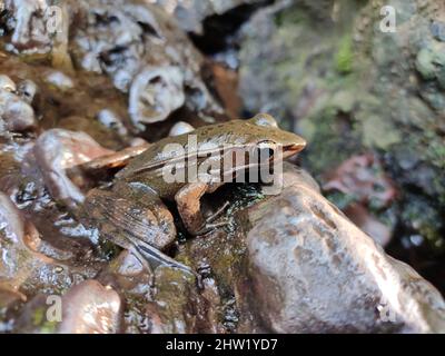 Frosch in der Nähe der Honnammana Halla Wasserfälle, Chikmagalur, Karnataka, Indien Stockfoto