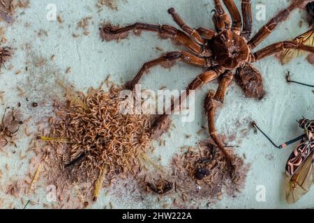 Schöne goliath-Vogelkäfer-Tarantula (Theraphosa blondi), die teilweise von Tausenden von Teppichkäfer-Larven (Anthrenus verbasci) zerstört wurde. Cricket gegessen. Stockfoto