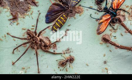 Schöne wissenschaftliche Insektensammlung, die von tausenden von Teppichkäfer (Anthrenus verbasci) Larven zerstört wurde. Eine Jägerspinne (Phoneutria), Goliath Stockfoto