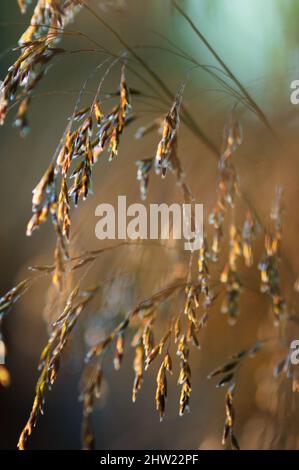 Haargras (Deschampsia cespitosa) Blütenstand aus nächster Nähe Stockfoto