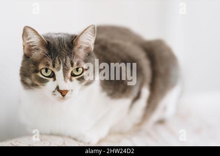 Portrait von schönen Edelkatze mit großen Augen auf hellem Hintergrund in häuslicher Umgebung. Haustier sitzt auf der Couch. Stockfoto