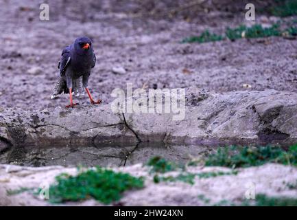 Afrikanische Vögel können atemberaubende Farben sein und die Geräusche des Vogelgezwitschers sind unglaublich Stockfoto