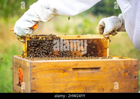 Bienenrahmen voll oder reich an frischem Honig und Wachs, eine süße, klebrige gelblich-braune Flüssigkeit, die von Bienen und anderen Insekten aus Nektar, der aus Blumen gewonnen wird, hergestellt wird Stockfoto