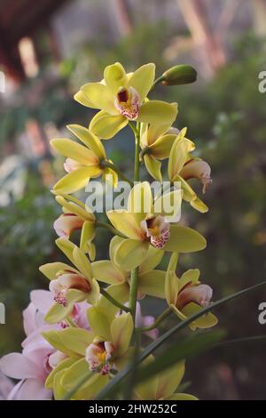 Natürliche Cymbidium-Orchidee. Gelbe Cymbidium Boot Orchidee blüht mit fleckig rot bis gelbfärbig Lippenblüten Stockfoto
