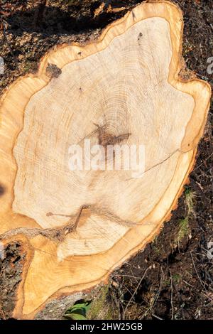 DENDROLOGIE EIN FRISCH GESÄGTES BAUMSTUMPF MIT WACHSTUMSRINGEN Stockfoto