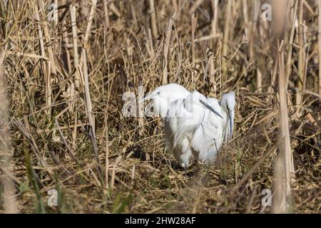 Silberreiher (Egretta garzetta) drei reinweiße Watvögel mit langen schwarzen Beinen und gelben Füßen, Dolch wie lange schwarze Scheine und lange Hälse Stockfoto