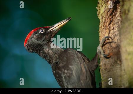 Schwarzspecht in der Nähe seines Nestes auf dem Stamm einer Buche im Frühjahr. Frankreich. Stockfoto