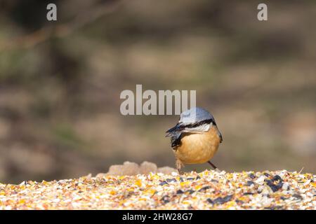 Nuthatch (Sitta europaea) blau grau oben weiße Wangen schwarze Linie durch die Augen rötliche Buff Unterseite starker spitzer schwarzer Schnabel und kurzer Schwanz Stockfoto