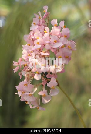 Begonia carolineifolia regel oder Handbegonie Stockfoto