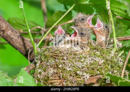 Buchfinken (Fringilla coelebs) Küken mit weit geöffneten Schnäbeln in ihrem Nest. Frankreich. Stockfoto