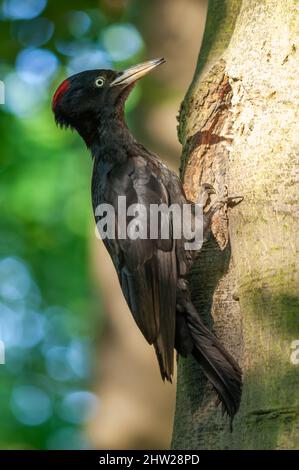 Schwarzspecht in der Nähe seines Nestes auf dem Stamm einer Buche im Frühjahr. Frankreich. Stockfoto