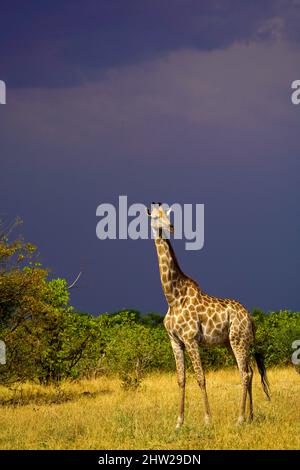 Afrikanische Antelope einschließlich der Giraffe sind die Beute für die großen Katzen der Ebenen Stockfoto