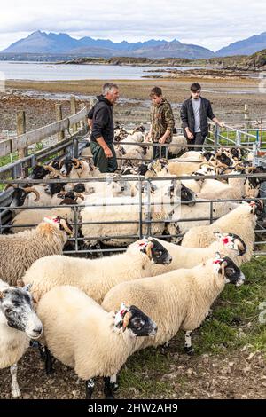 Eine Familie, die im kleinen Weiler Achnakloich in der Tarskavaig Bay auf der Sleat Peninsula im Süden der Isle of Skye Schafe für die Medizin aufschürft, Stockfoto