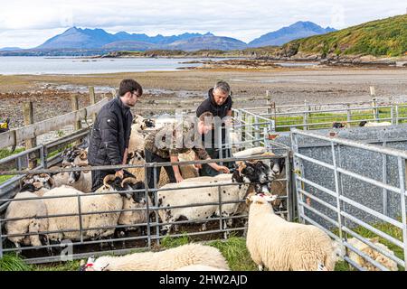 Eine Familie, die im kleinen Weiler Achnakloich in der Tarskavaig Bay auf der Sleat Peninsula im Süden der Isle of Skye Schafe für die Medizin aufschürft, Stockfoto