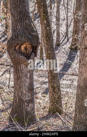 Ein großer lebender Baum mit einer Fehlbildung, die einem Augapfel mit einer Pupille in der Mitte des Stammes ähnelt und von anderen Bäumen im Wald umgeben ist Stockfoto