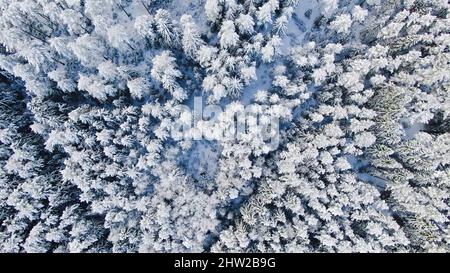 Draufsicht auf hohe Tannen im Winterhintergrund. Bewegung. Schöne Aussicht auf die schneebedeckten Tannen im Wald. Der tiefkalte Winter. Stockfoto