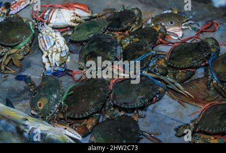 Riesige Schlammkrabbe auf einem Tablett. Closeup Fresh Bubble Crab (Scylla Serrata) Allgemeiner Name Black Crab, Mangrove Crab Reihen von Krabben, die mit Stroh gebunden sind, werden verkauft. Stockfoto