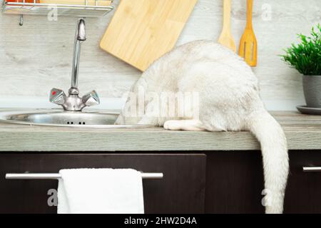 Neugierige britische Kurzhaarkatze, die aus einem Küchenhahn trinkt. Moderne, komfortable Küche. Stockfoto