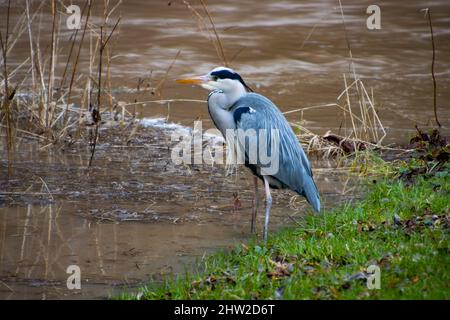 Graureiher, der während einer Flut am Flussufer nach kleinen Fischen jagt, auch Ardea cinerea genannt Stockfoto