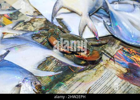 Riesige Schlammkrabbe auf einem Tablett. Closeup Fresh Bubble Crab (Scylla Serrata) Allgemeiner Name Black Crab, Mangrove Crab Reihen von Krabben, die mit Stroh gebunden sind, werden verkauft. Stockfoto