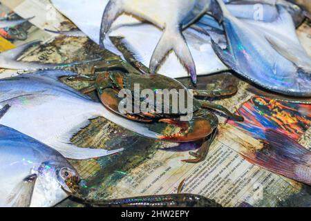 Riesige Schlammkrabbe auf einem Tablett. Closeup Fresh Bubble Crab (Scylla Serrata) Allgemeiner Name Black Crab, Mangrove Crab Reihen von Krabben, die mit Stroh gebunden sind, werden verkauft. Stockfoto